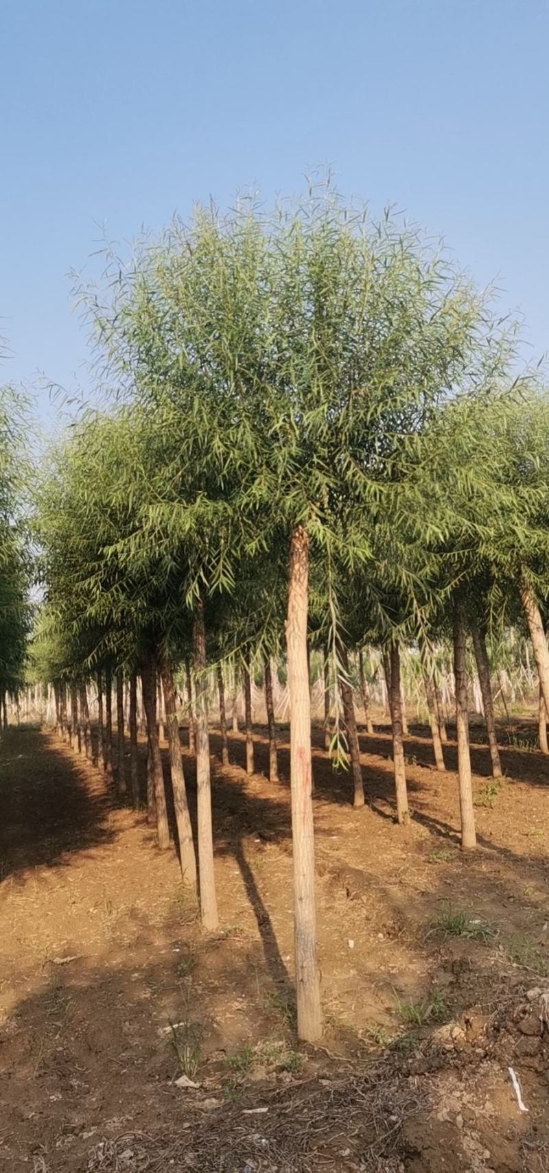 苗圃大量直供应各规格旱柳垂柳馒头柳，苗圃直接挖树装车