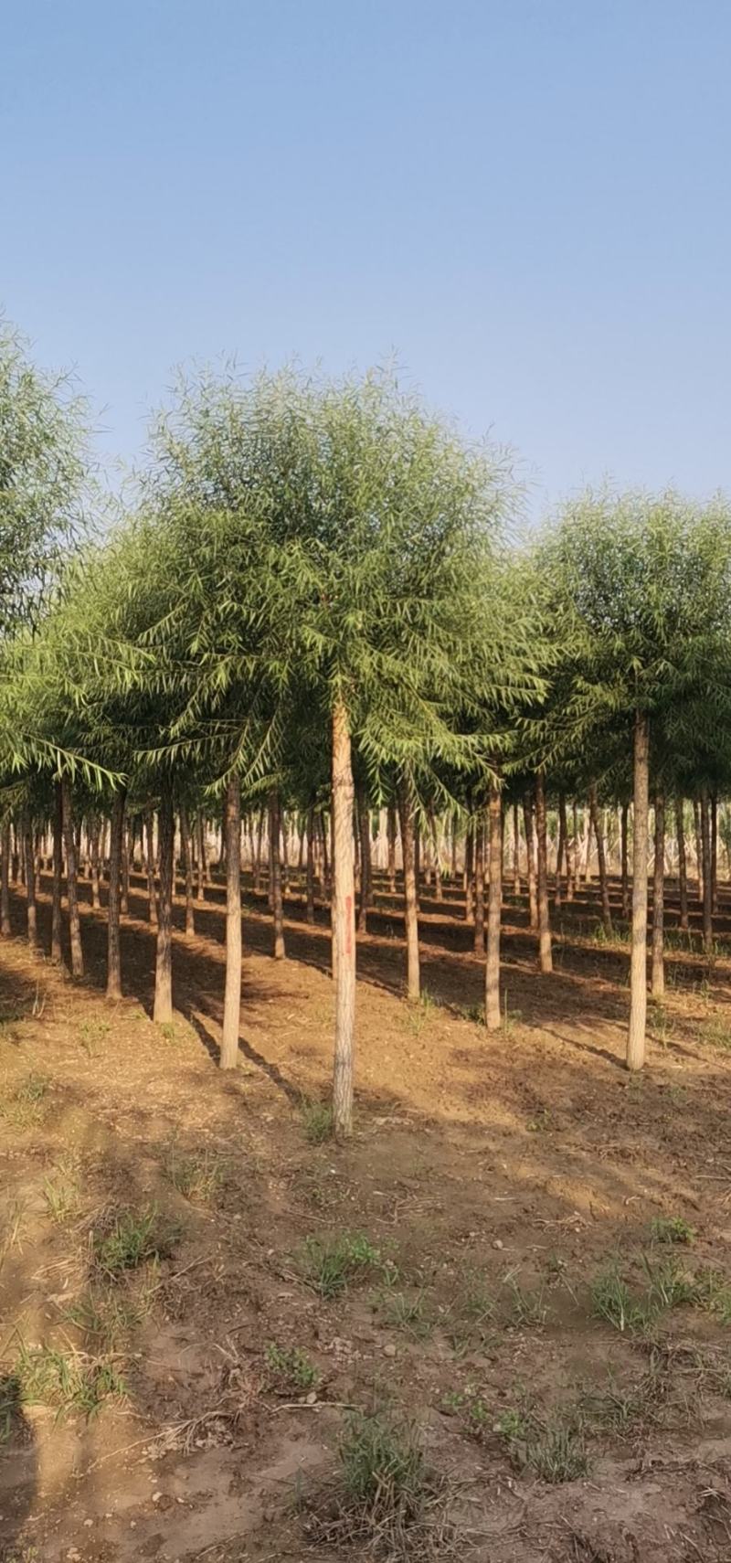 苗圃大量直供应各规格旱柳垂柳馒头柳，苗圃直接挖树装车