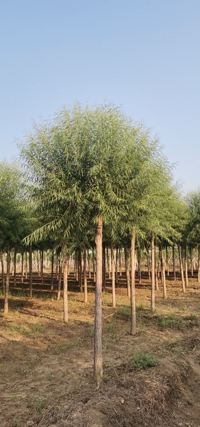 苗圃大量直供应各规格旱柳垂柳馒头柳，苗圃直接挖树装车