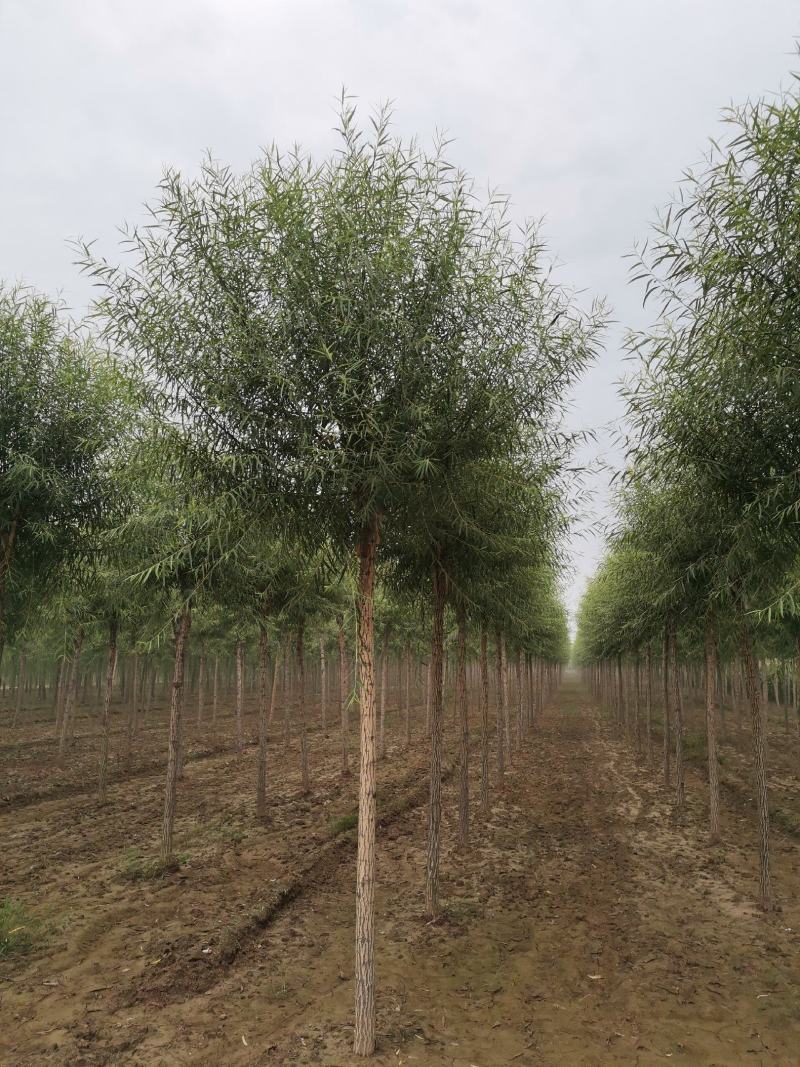 苗圃大量直供应各规格旱柳垂柳馒头柳，苗圃直接挖树装车