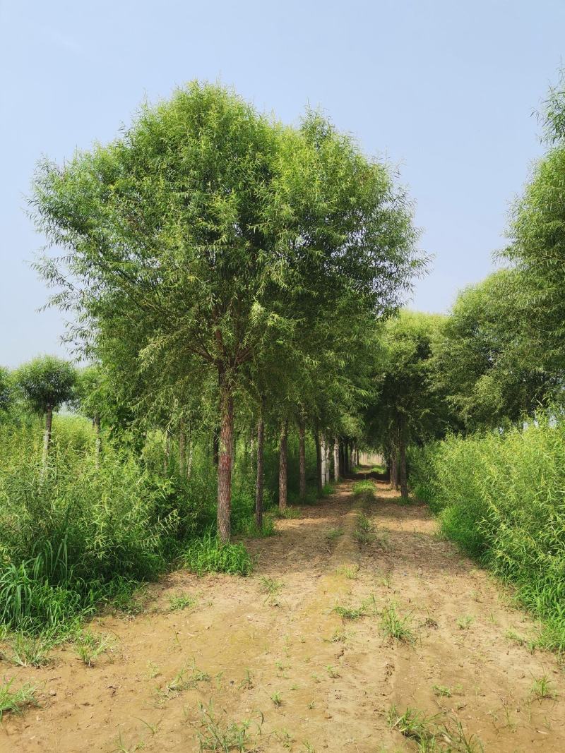 苗圃大量直供应各规格旱柳垂柳馒头柳，苗圃直接挖树装车