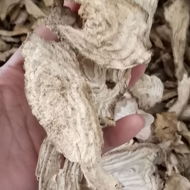 商路无硫货商陆货干量大要多优惠不满意可以退换货