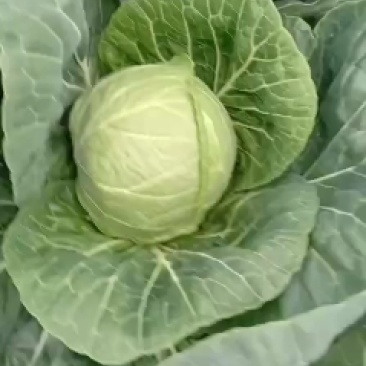 吉林甘蓝大量有货，质量嘎嘎好有绿球中甘二十一