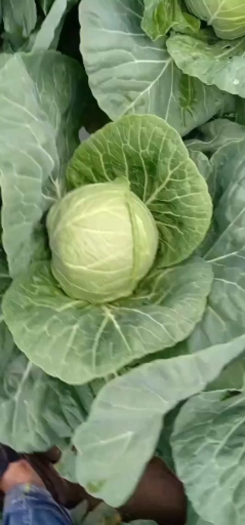 吉林甘蓝大量有货，质量嘎嘎好有绿球中甘二十一