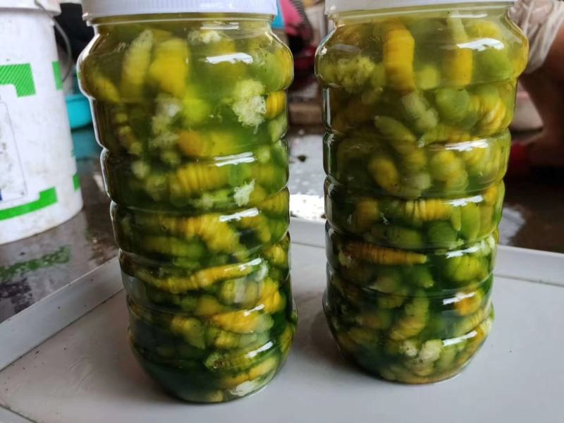 豆虫新鲜当季豆丹上市