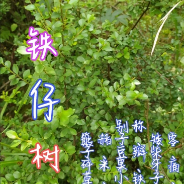 贵州毕节古夜郎大地野生中药材铁仔碎米果豆瓣柴牙痛草