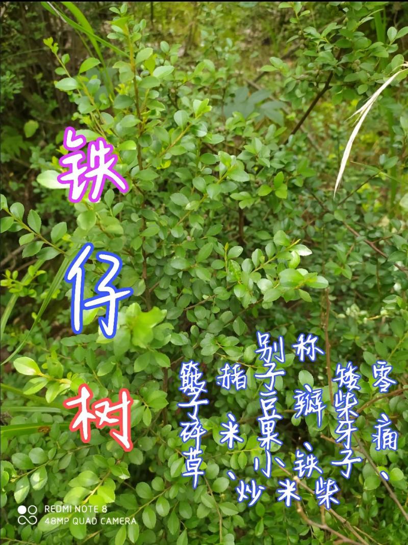 贵州毕节古夜郎大地野生中药材铁仔碎米果豆瓣柴牙痛草
