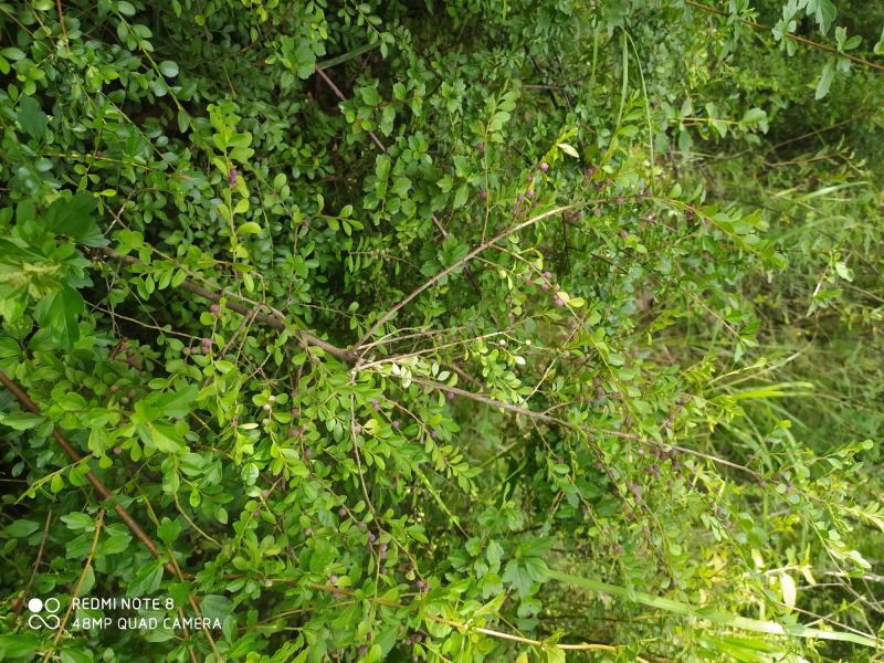 贵州毕节古夜郎大地野生中药材铁仔碎米果豆瓣柴牙痛草