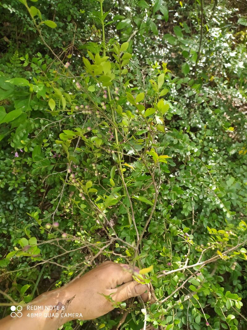 贵州毕节古夜郎大地野生中药材铁仔碎米果豆瓣柴牙痛草