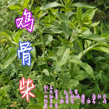 贵州毕节古夜郎大地野生中药材鸡骨柴白马骨六月雪满天星