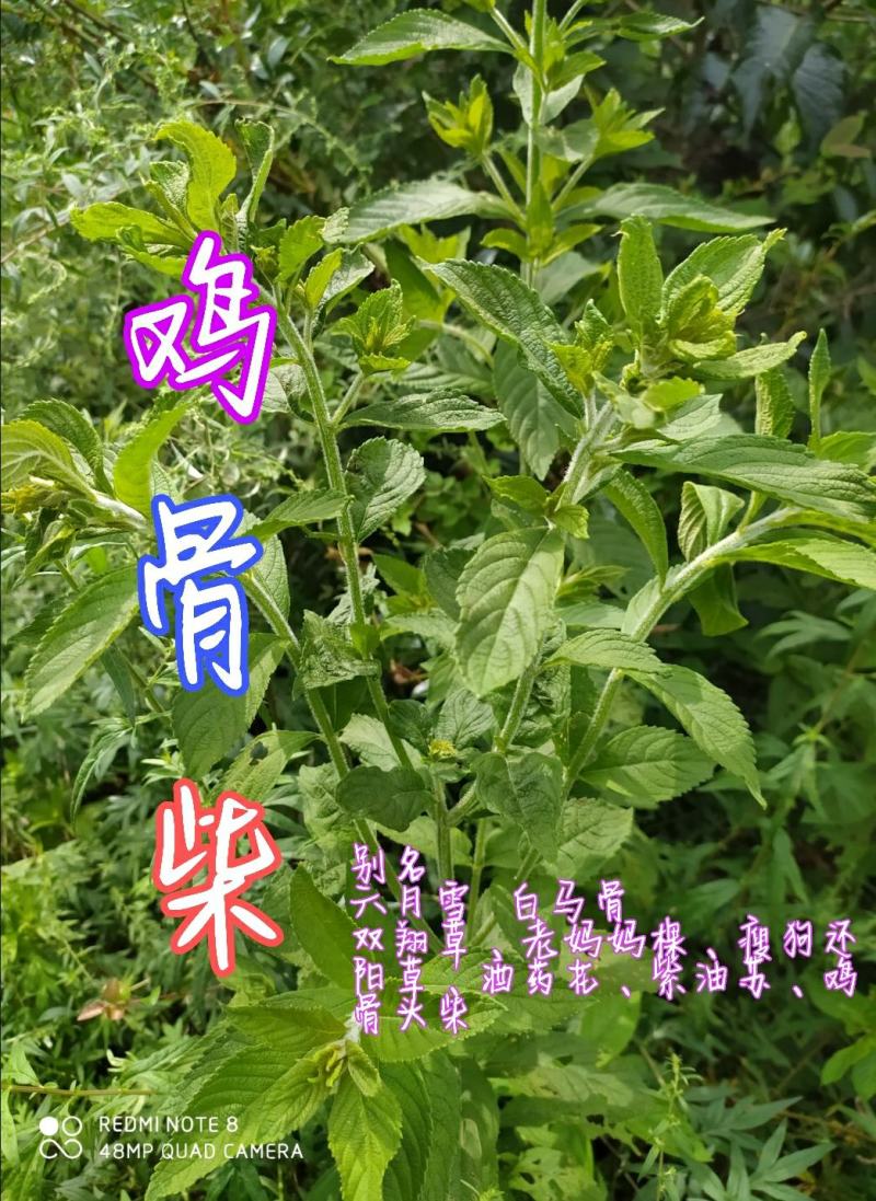 贵州毕节古夜郎大地野生中药材鸡骨柴白马骨六月雪满天星