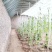 天津花卉大棚养殖大棚种植大棚专业生产规格齐全