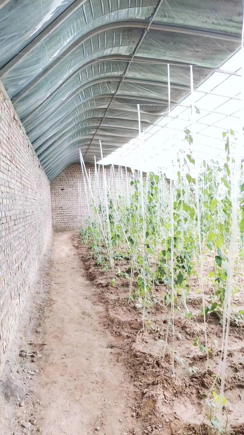 天津花卉大棚养殖大棚种植大棚专业生产规格齐全
