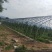天津花卉大棚养殖大棚种植大棚专业生产规格齐全