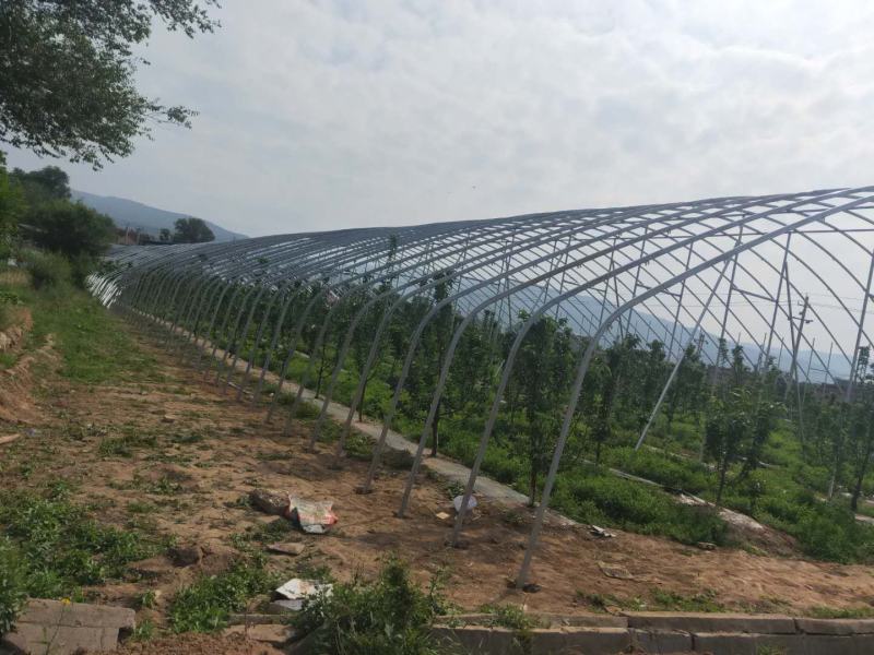 天津花卉大棚养殖大棚种植大棚专业生产规格齐全
