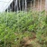 天津花卉大棚养殖大棚种植大棚专业生产规格齐全