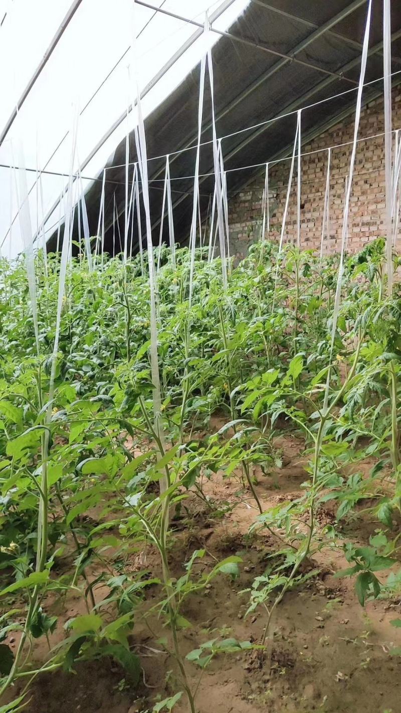 天津花卉大棚养殖大棚种植大棚专业生产规格齐全