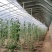 天津花卉大棚养殖大棚种植大棚专业生产规格齐全