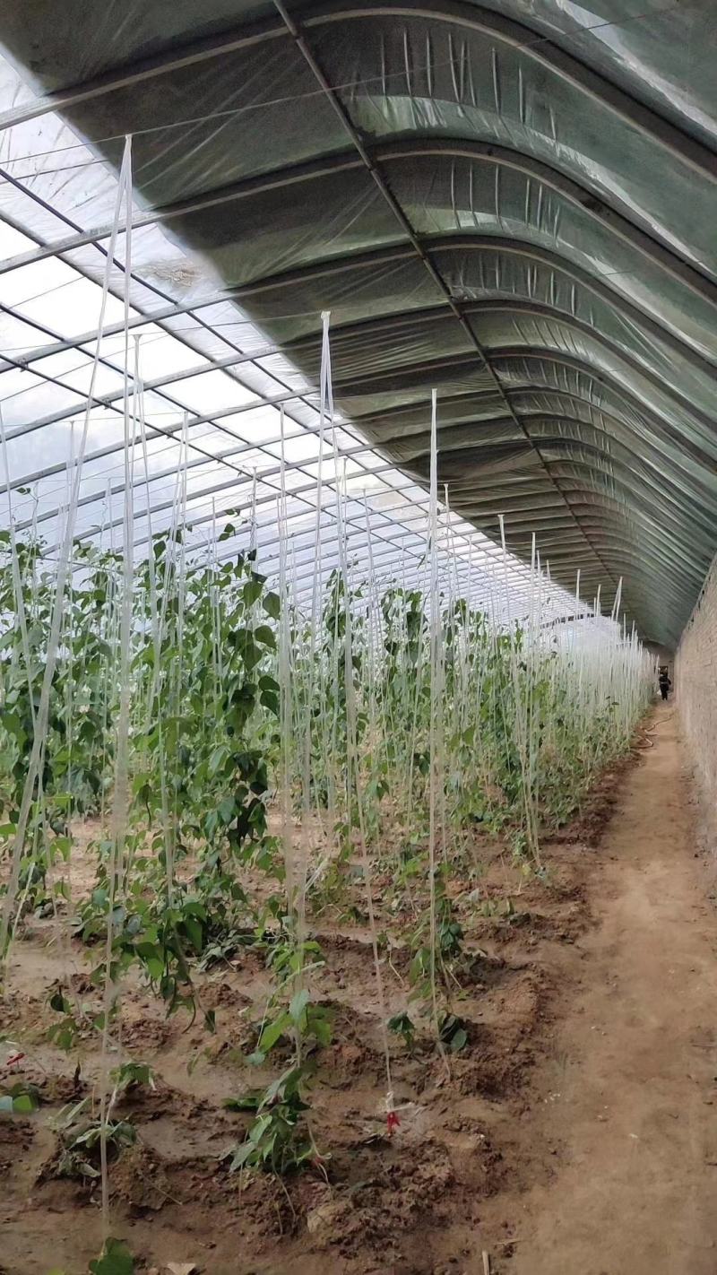 天津花卉大棚养殖大棚种植大棚专业生产规格齐全