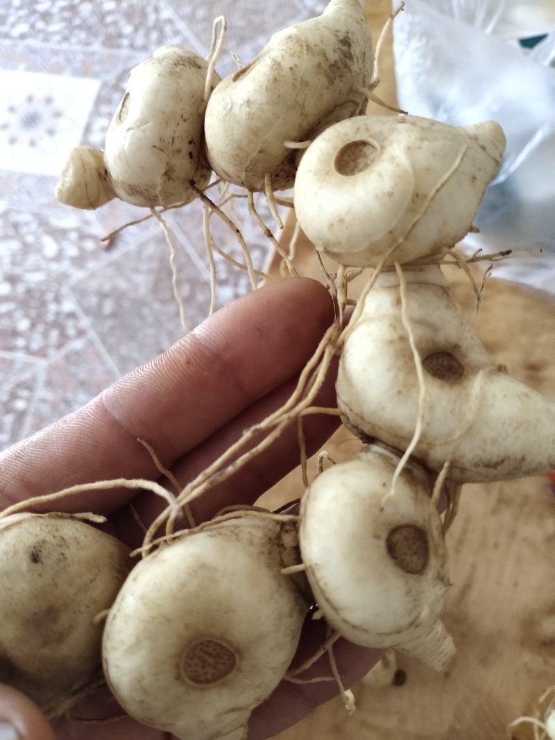 出售各种黄精，鸡头黄精苗耳姜甜黄精