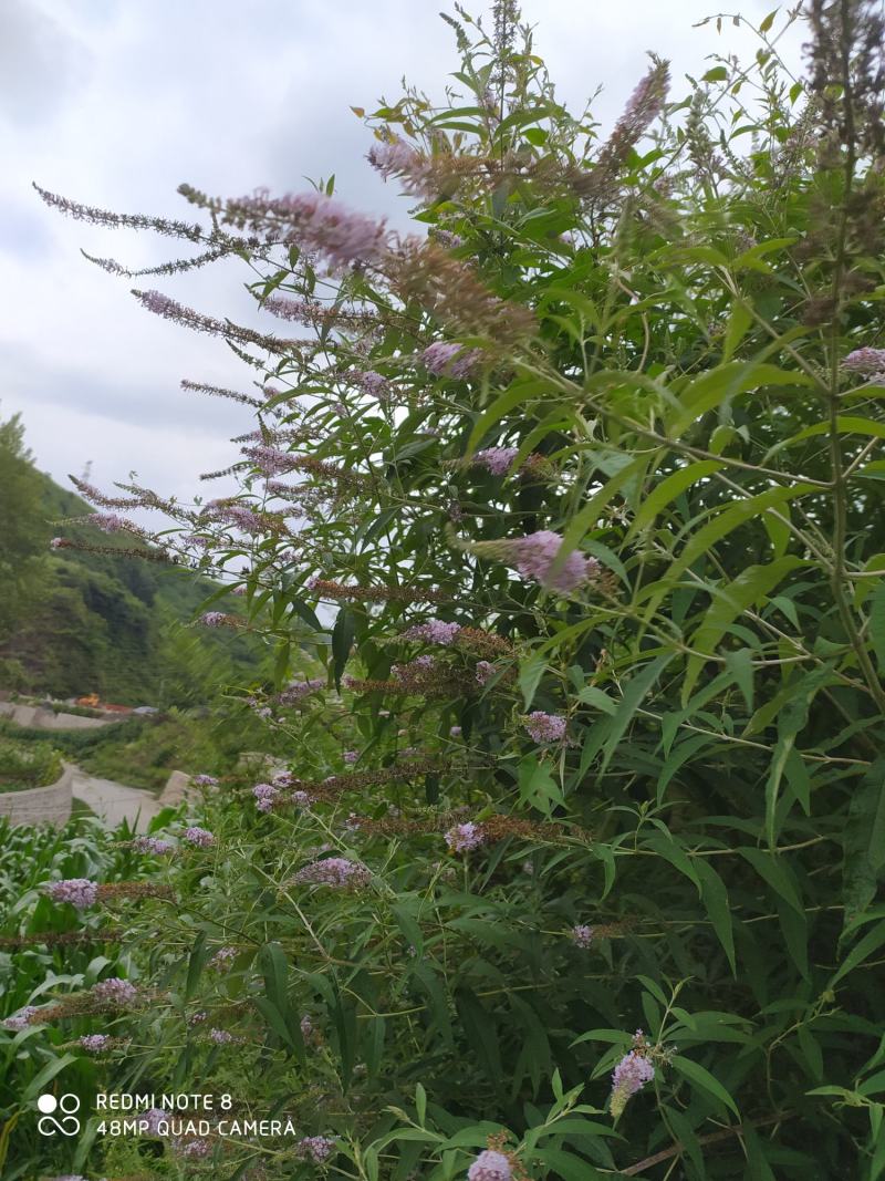 贵州毕节古夜郎大地野生中药材醉鱼草下单现采