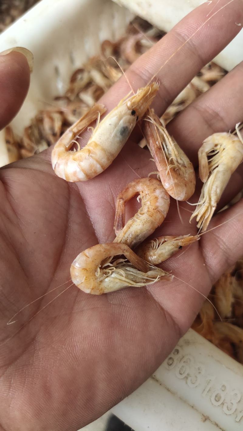 渤海湾草虾黑虾婆婆虾大量出货中，香辣虾，金钩米，海米原