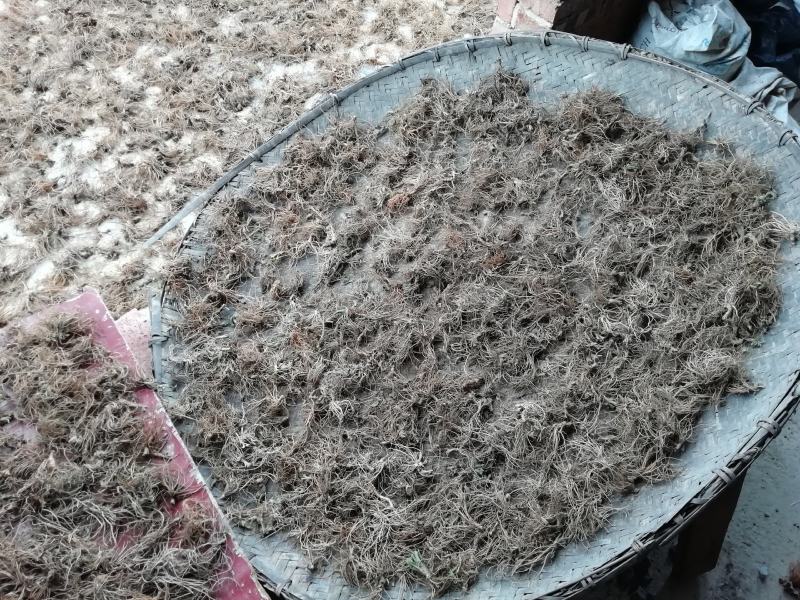 云南野生地胆草，草鞋底、地胆头，新鲜无水，发霉腐烂包赔