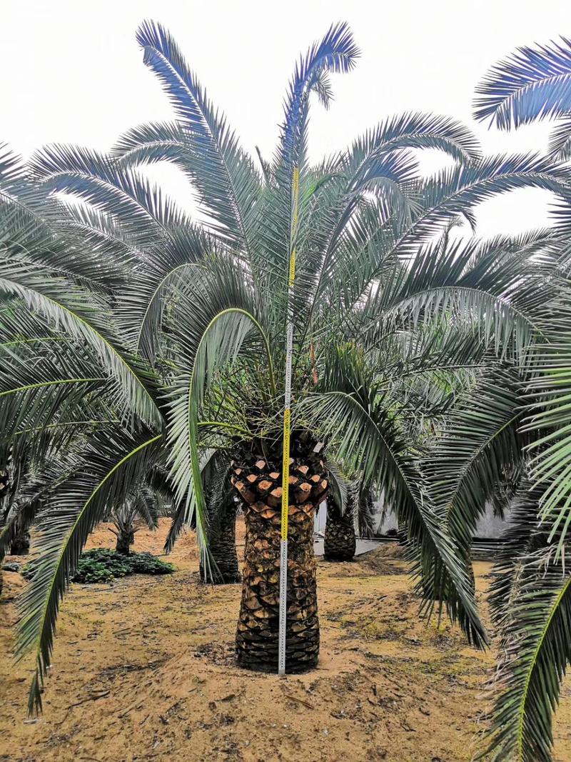 广州苗圃直供加拿利海枣苗庭院绿化棕榈科植物