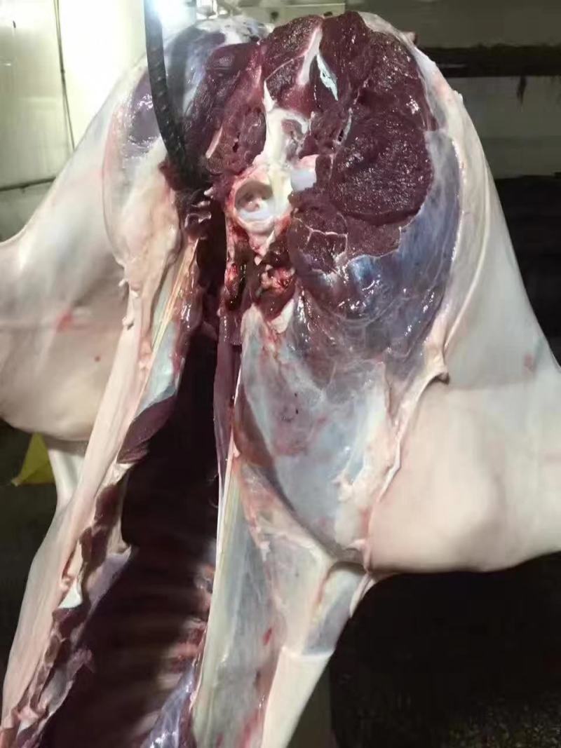 双阳鹿乡鹿肉白条整只去毛30斤至170斤冷链发货