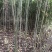 香椿苗大棚2公分，地裁苗山东泰安苗木批发基地