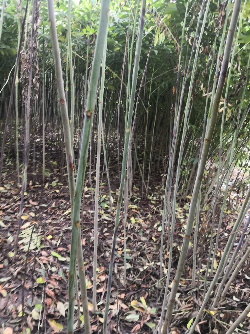香椿苗大棚2公分，地裁苗山东泰安苗木批发基地