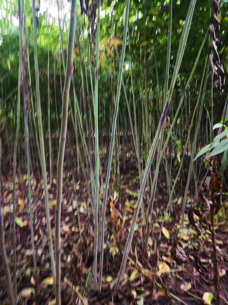 香椿苗大棚2公分，地裁苗山东泰安苗木批发基地