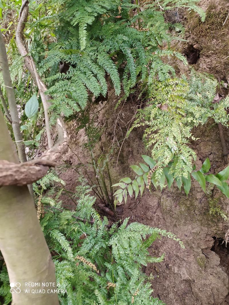 贵州毕节古夜郎大地野生观赏植物羊齿天门冬