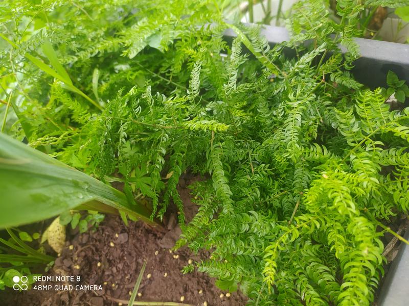 贵州毕节古夜郎大地野生观赏植物羊齿天门冬