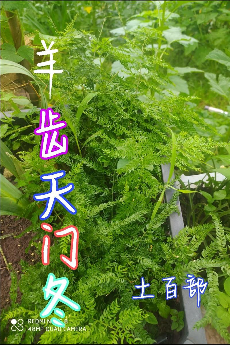 贵州毕节古夜郎大地野生观赏植物羊齿天门冬