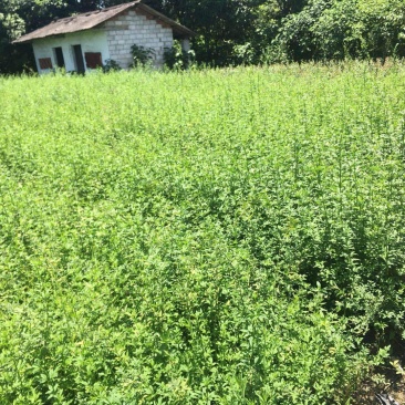 迎春藤杯苗成都基地高60-70公分，都是一两年的货