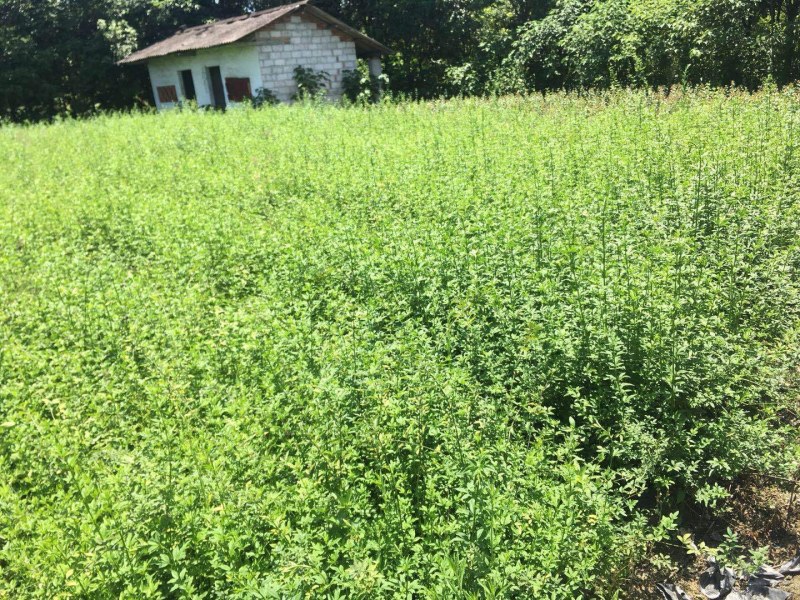 迎春藤杯苗成都基地高60-70公分，都是一两年的货