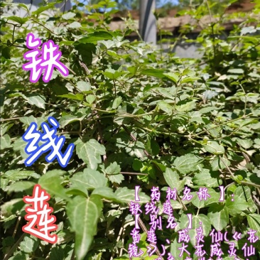 贵州毕节古夜郎大地野生中药材铁线莲威灵仙