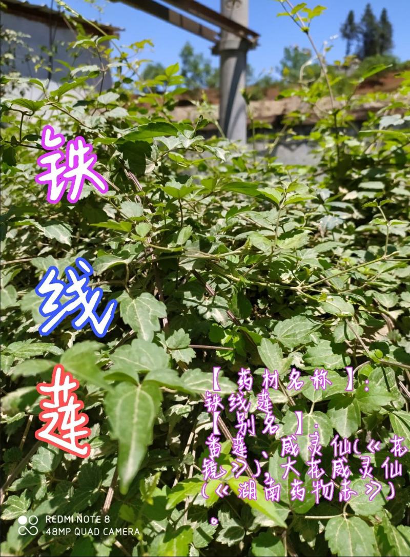 贵州毕节古夜郎大地野生中药材铁线莲威灵仙
