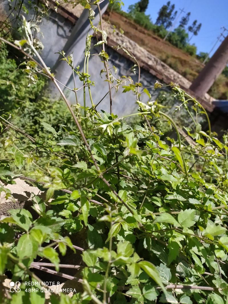 贵州毕节古夜郎大地野生中药材铁线莲威灵仙