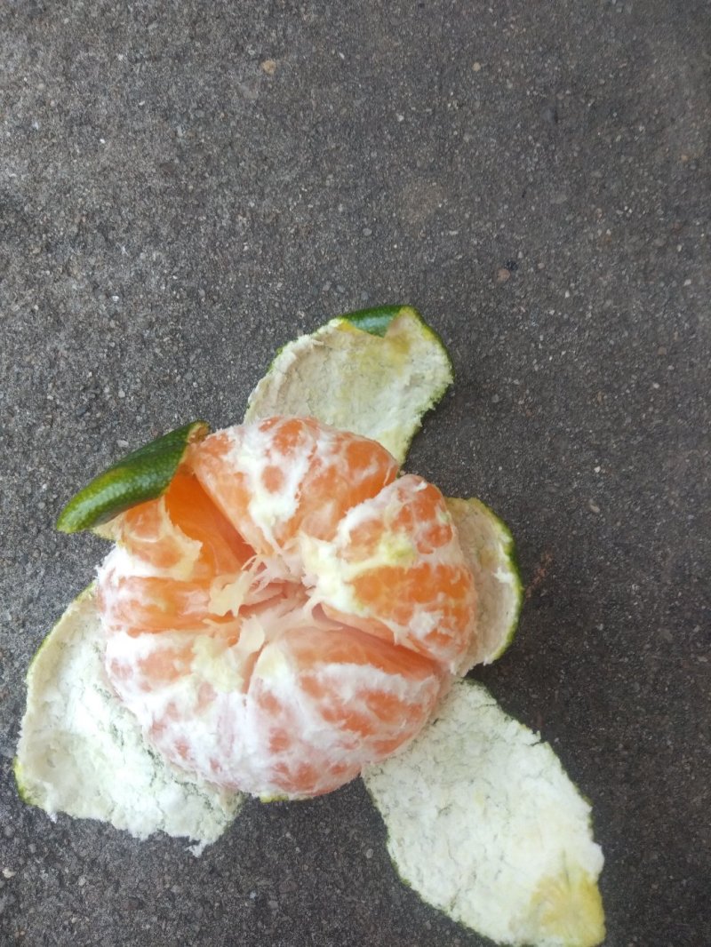 大芬特早马上上市了，口感很好