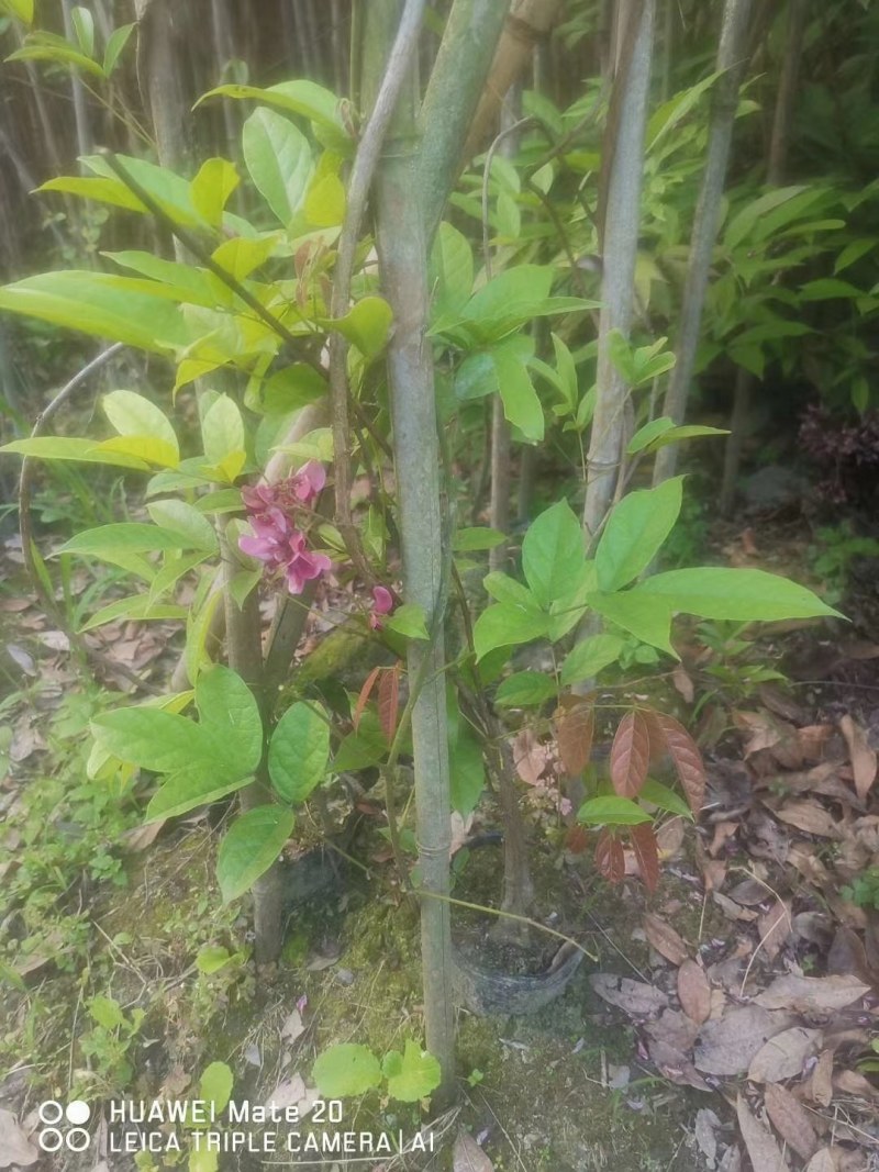 成都苗圃直供血藤杯苗高3-5米，枝叶茂盛。