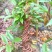 成都苗圃直供血藤杯苗高3-5米，枝叶茂盛。