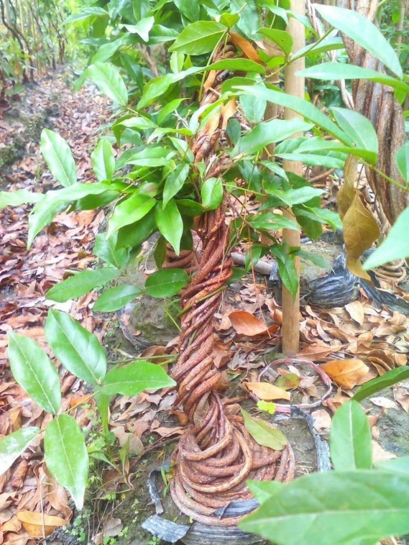成都苗圃直供血藤杯苗高3-5米，枝叶茂盛。