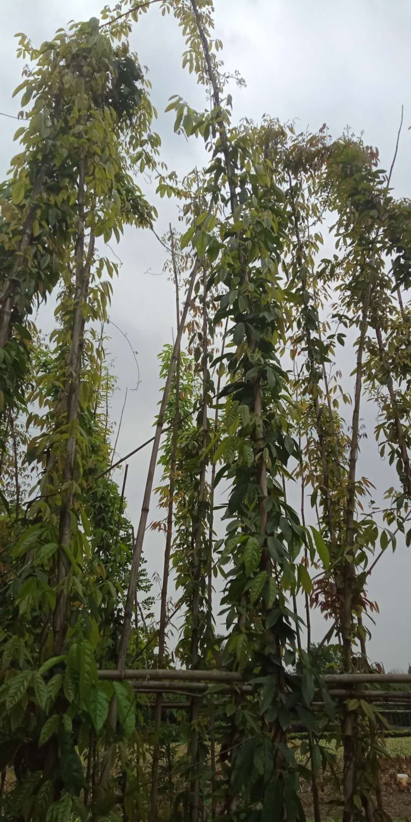 成都苗圃直供血藤杯苗高3-5米，枝叶茂盛。