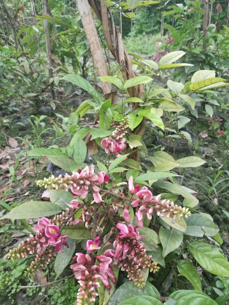成都苗圃直供血藤杯苗高3-5米，枝叶茂盛。
