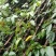 成都苗圃直供血藤杯苗高3-5米，枝叶茂盛。