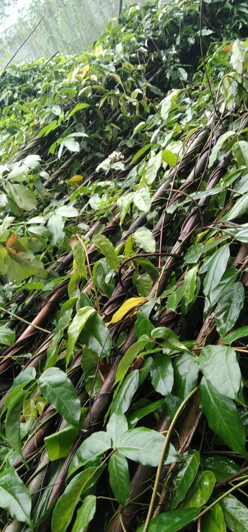 成都苗圃直供血藤杯苗高3-5米，枝叶茂盛。
