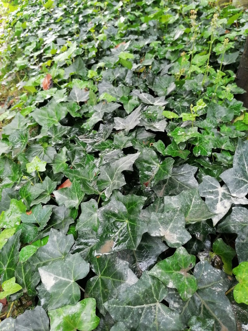 苗圃直供杯苗爬山虎40-50公分高，小杯苗。