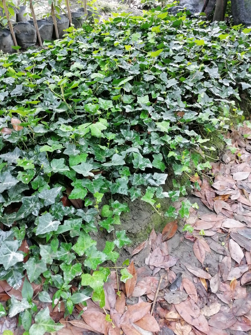 苗圃直供杯苗爬山虎40-50公分高，小杯苗。